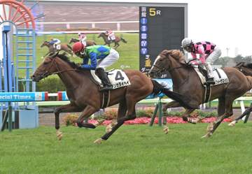【新馬戦】テンカタイヘイ 力強く差し切ってV “トーセン”の血統が躍動！丹内「反応もすごく良かった」
