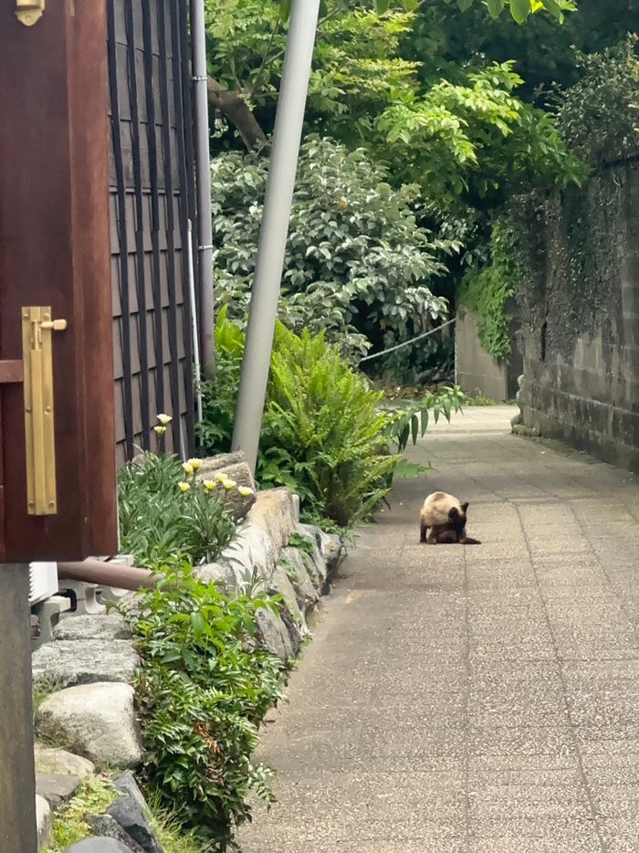 木村恒桜莉「アイドル練習生のGW」(提供写真)