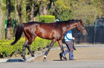 【皐月賞】バステールは大外8枠18番 斉藤崇師「内でごちゃごちゃする競馬になるよりは、この枠でもまだいいのかなと」