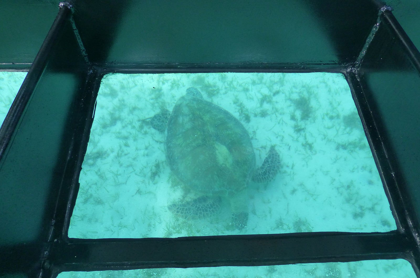 海底にウミガメ出現！ボート内が一気に盛り上がります（C）NCTPS