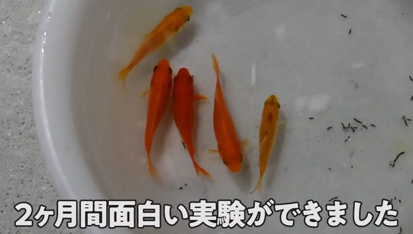 お祭り金魚を元気に育てる!森こんにゃくが2カ月で証明した驚きの育成法