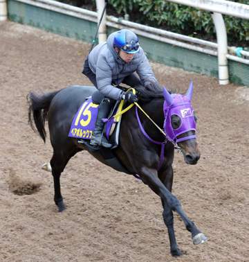 【高松宮記念】ペアポルックス躍動 梅田師「すごくいい感じ」 偉大な父・キンシャサノキセキの背を追う