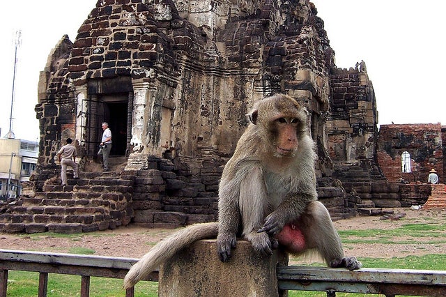 Hanging Out in Lopburi by Ryan Harvey