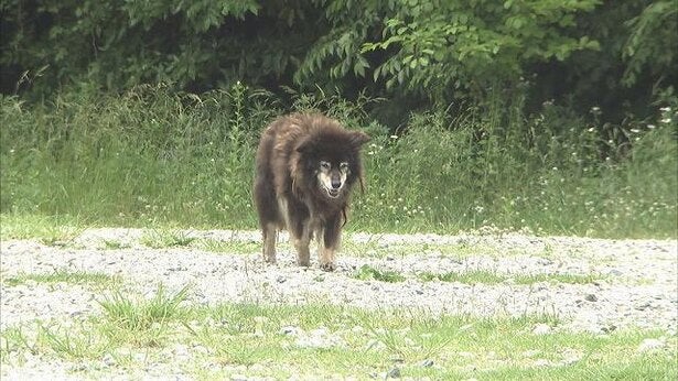 山で孤独に暮らす犬 飼い主から捨てられた老犬クロを救え 発見らくちゃく モデルプレス