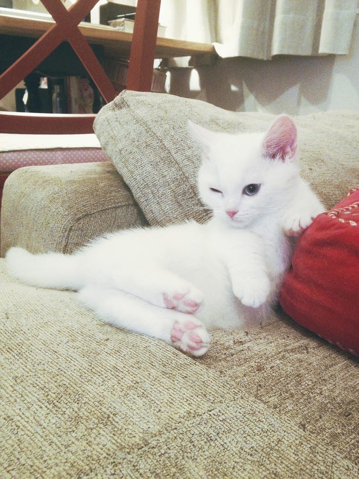 美女とペット 鈴木えみの愛猫 ダニョ の可愛さがとまらない 真っ白ふわふわボディにキュン モデルプレス 美女とペット 鈴木えみの愛猫 ダニョ の可愛さがとまらない 真っ白ふわふわボディにキュン モデルプレス