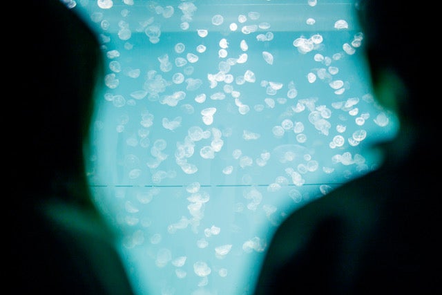 クラゲ大水槽[クラゲ365] （提供画像）