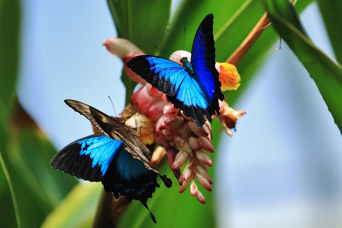 オーストラリアに生息する、幸せになれる蝶「ユリシス」／画像提供：JTBワールドバケーションズ