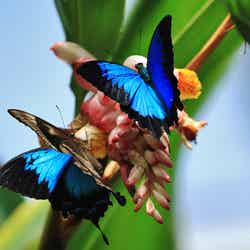 オーストラリアに生息する、幸せになれる蝶「ユリシス」/画像提供:JTBワールドバケーションズ