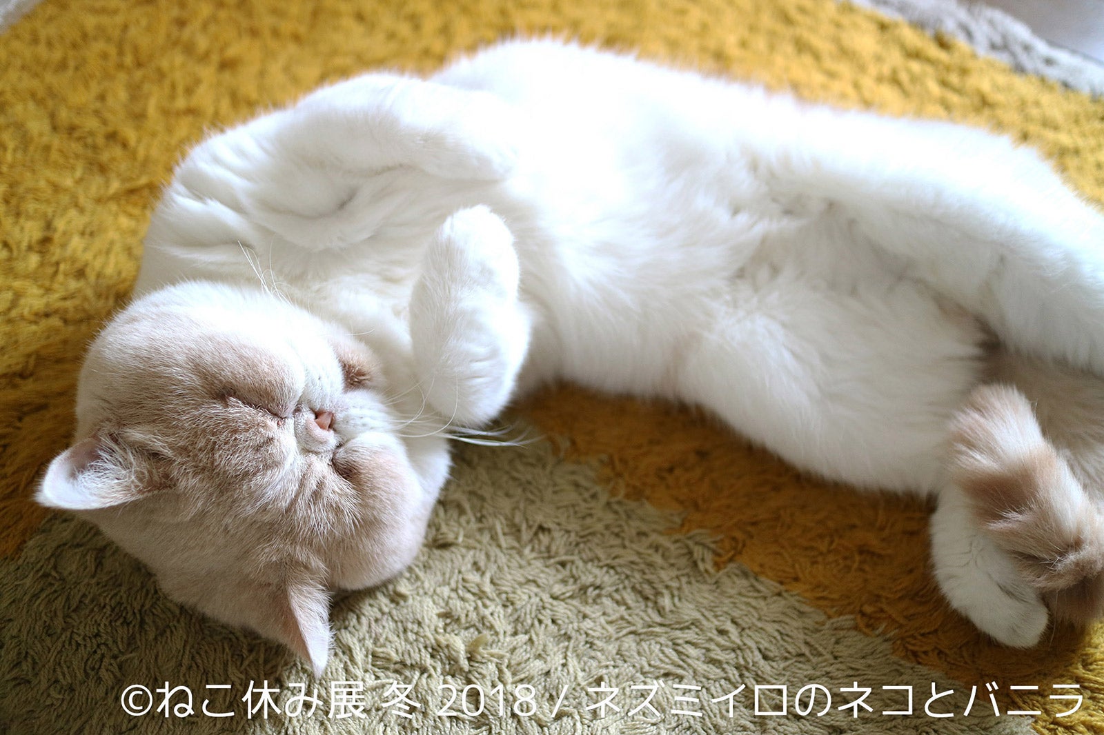 展示作品／画像提供：株式会社BACON