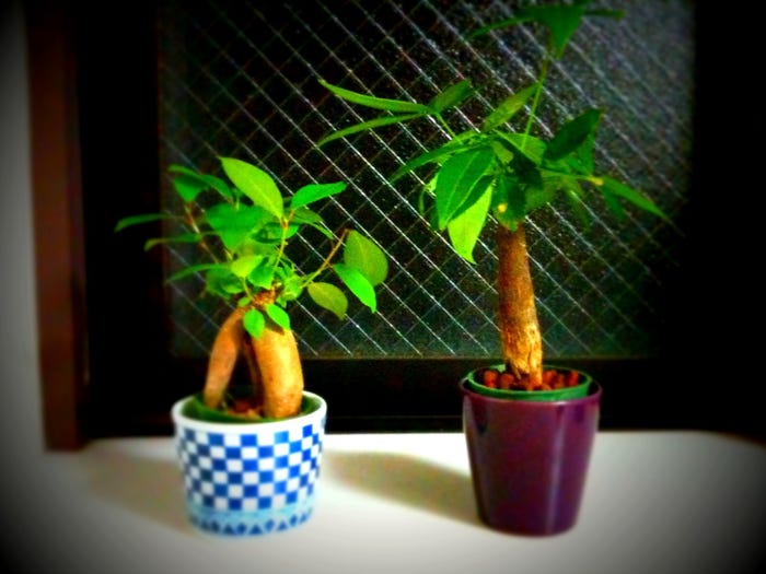 恋を叶えてくれる 運気アップにおすすめの観葉植物10選 モデルプレス 恋を叶えてくれる 運気アップにおすすめの観葉植物10選 モデルプレス