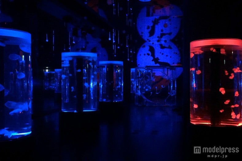 「Happy Halloween Party」ナイトver．／画像提供：横浜八景島