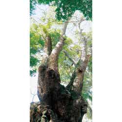 ぜひ近くで見上げてみたい壮大感(提供画像)