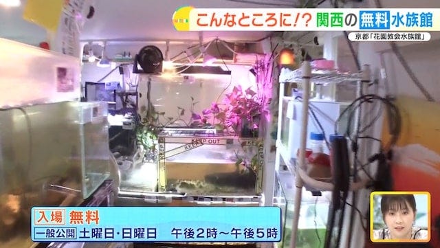 住宅街に無料水族館…!?京都で見つけた穴場スポット