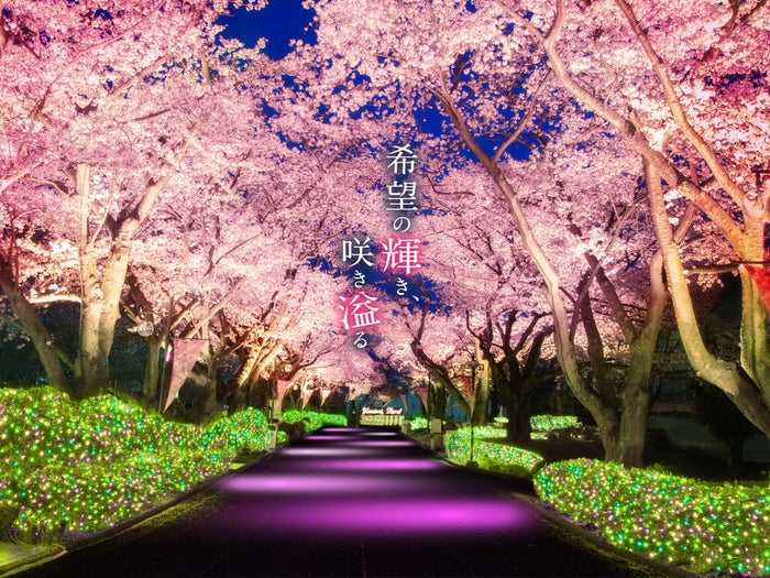 夜桜ジュエルミネーション／画像提供：よみうりランド