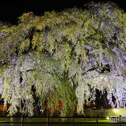 樹齢300年以上といわれる道内最大級の法亀寺しだれ桜/画像提供:北斗市