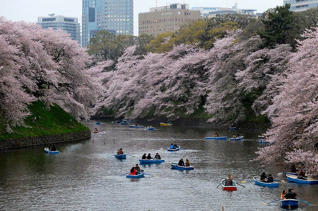 千鳥ヶ淵 by doronko