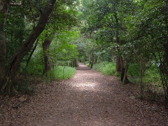普段の大村公園／画像提供：チームラボ