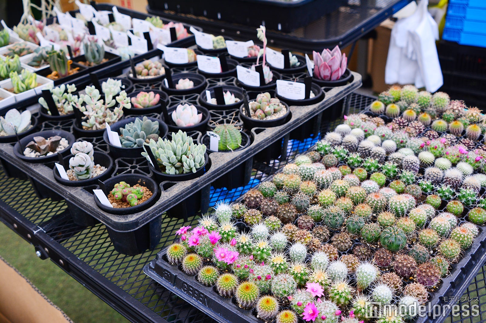 「GREEN UP！」会場の様子（C）モデルプレス