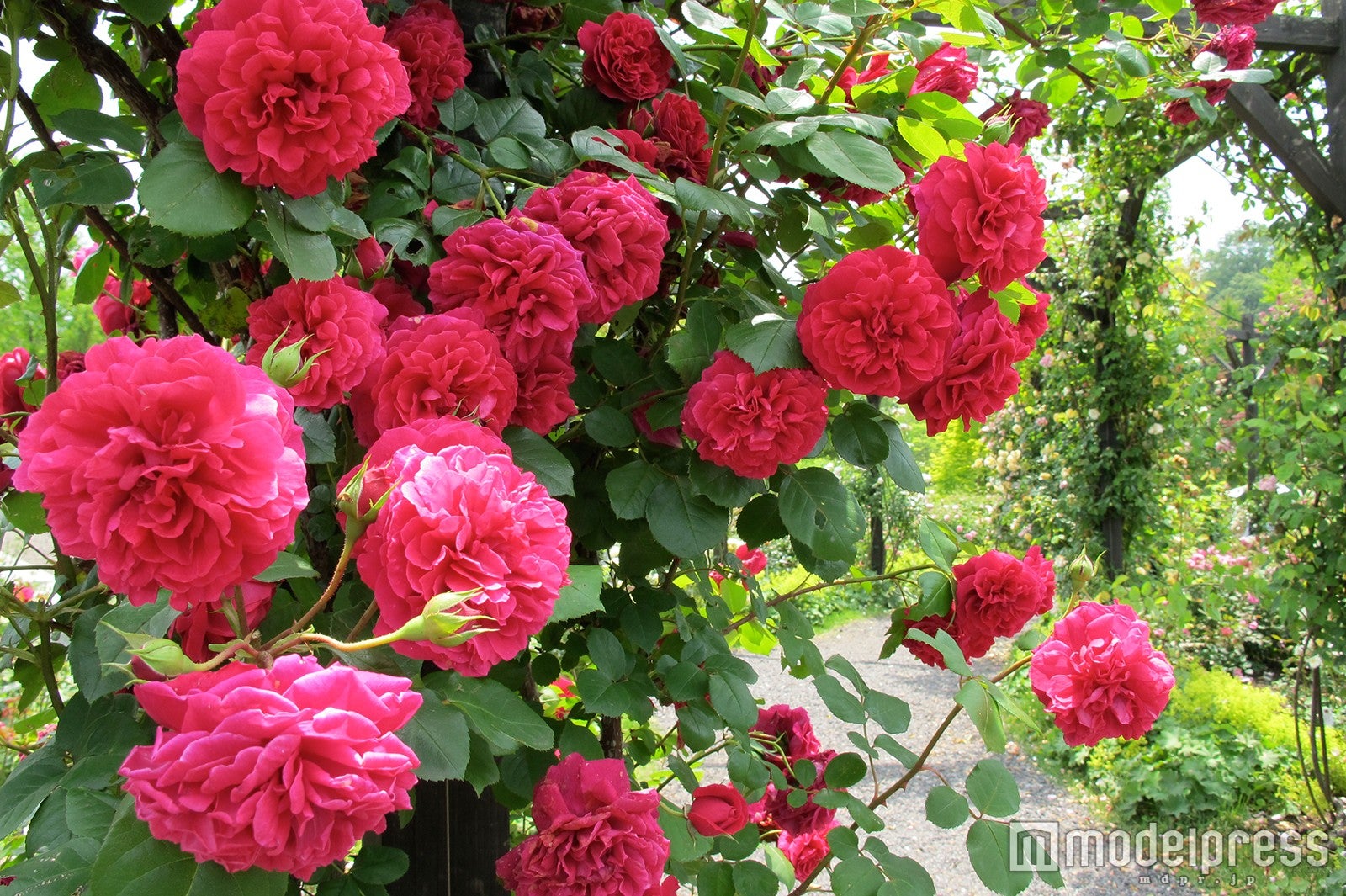 テスオブザダーバーヴィルズ／画像提供：レイクニュータウン