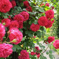 テスオブザダーバーヴィルズ/画像提供:レイクニュータウン