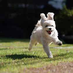 蒼天海峯 -SOUTENKAIHOU-/提供画像