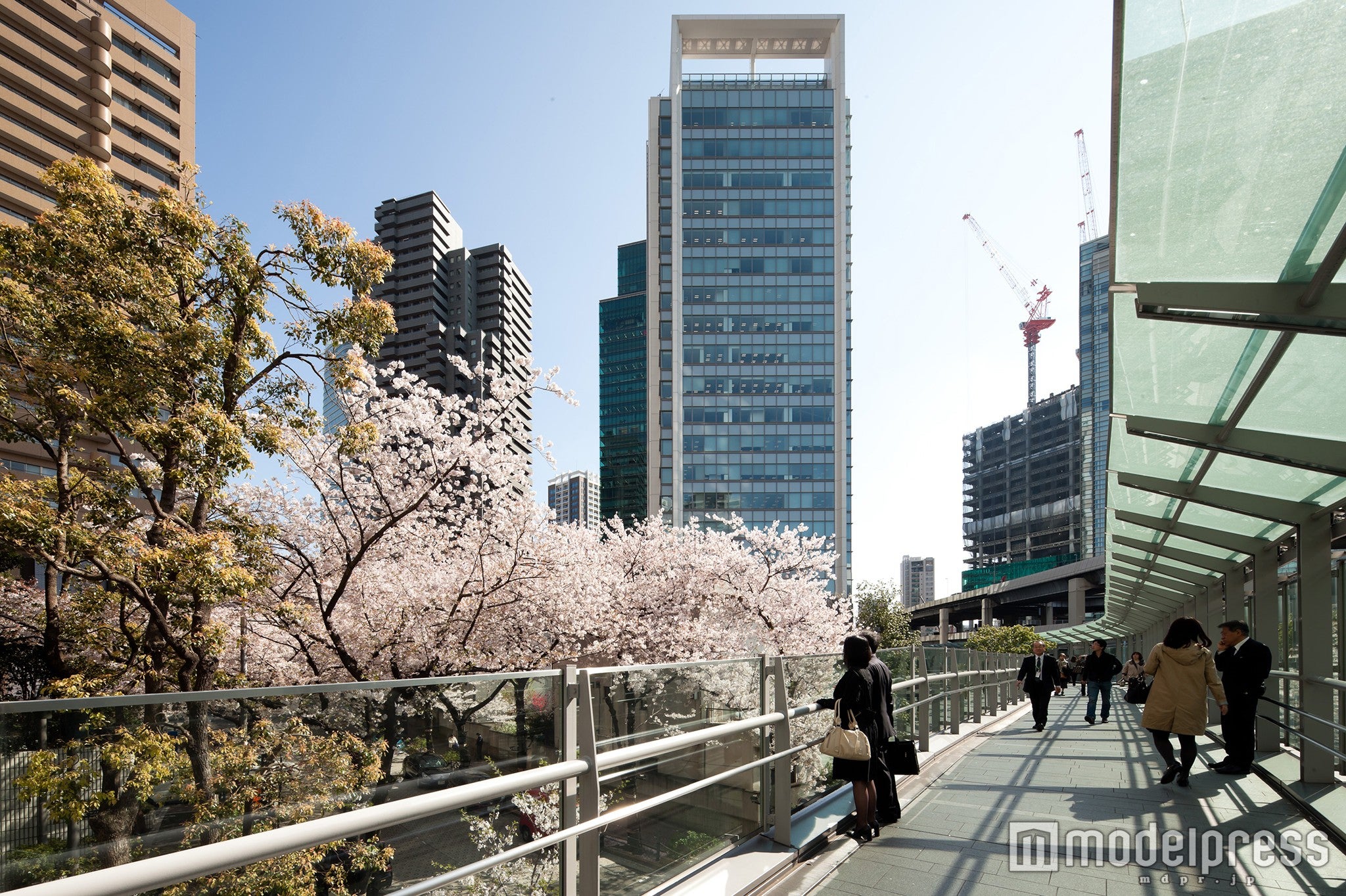 サウスタワーからアークヒルズにのびるブリッジからもスペイン坂の桜並木が綺麗に見える／画像提供：森ビル