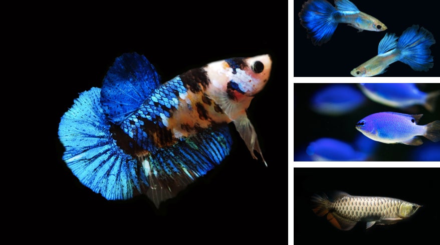 ジュエリーアクアリウム／画像提供：アイティベル