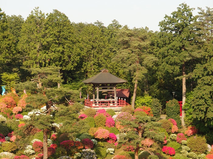 丹州観音寺／Azalea Festival @ Shiofune Kannon-ji temple @ Ome by *_*