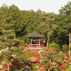 丹州観音寺/Azalea Festival @ Shiofune Kannon-ji temple @ Ome by *_*
