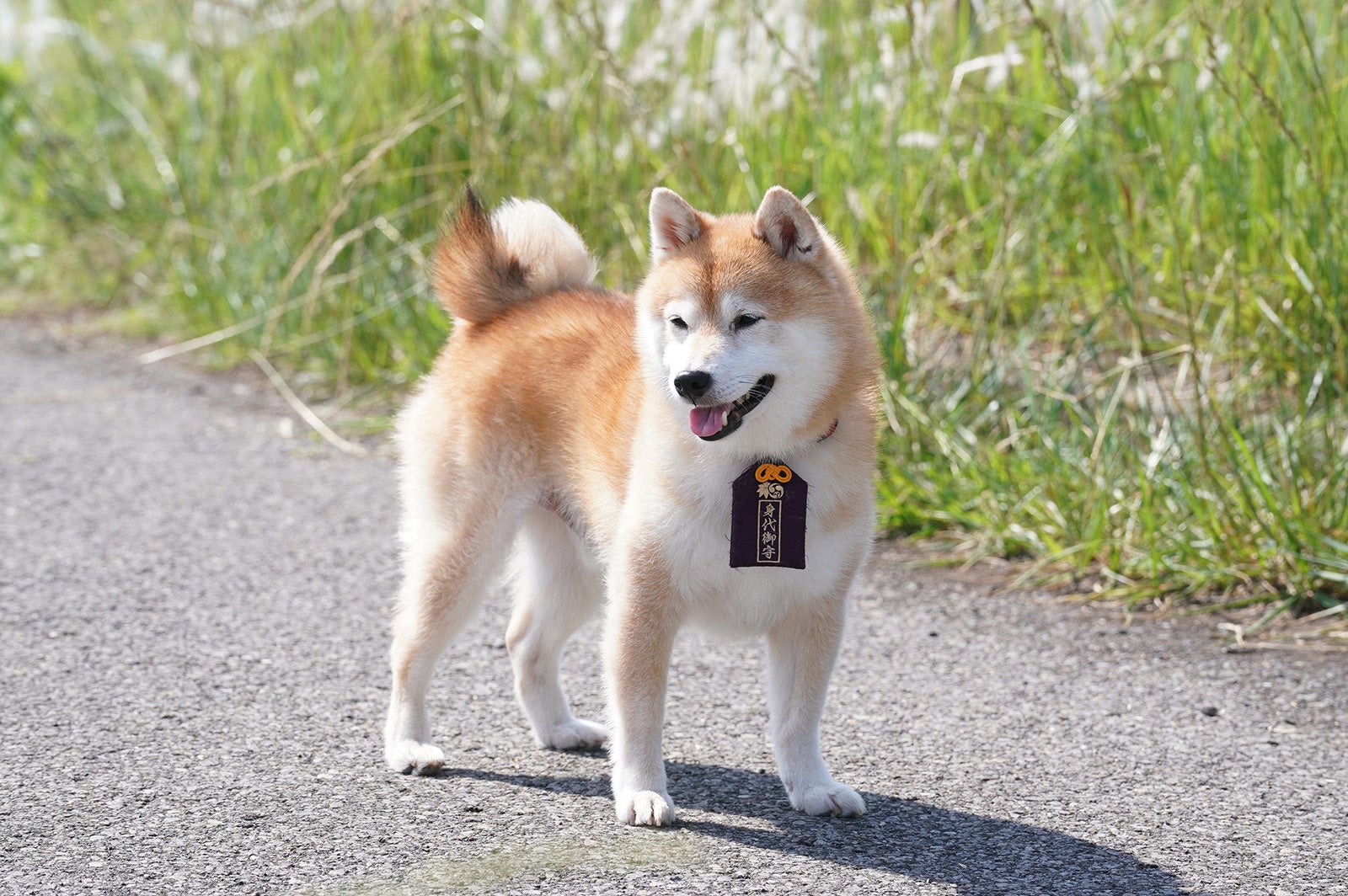 「ナンバMG5」特別編より（C）フジテレビ