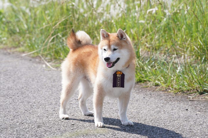 「ナンバMG5」特別編より(C)フジテレビ