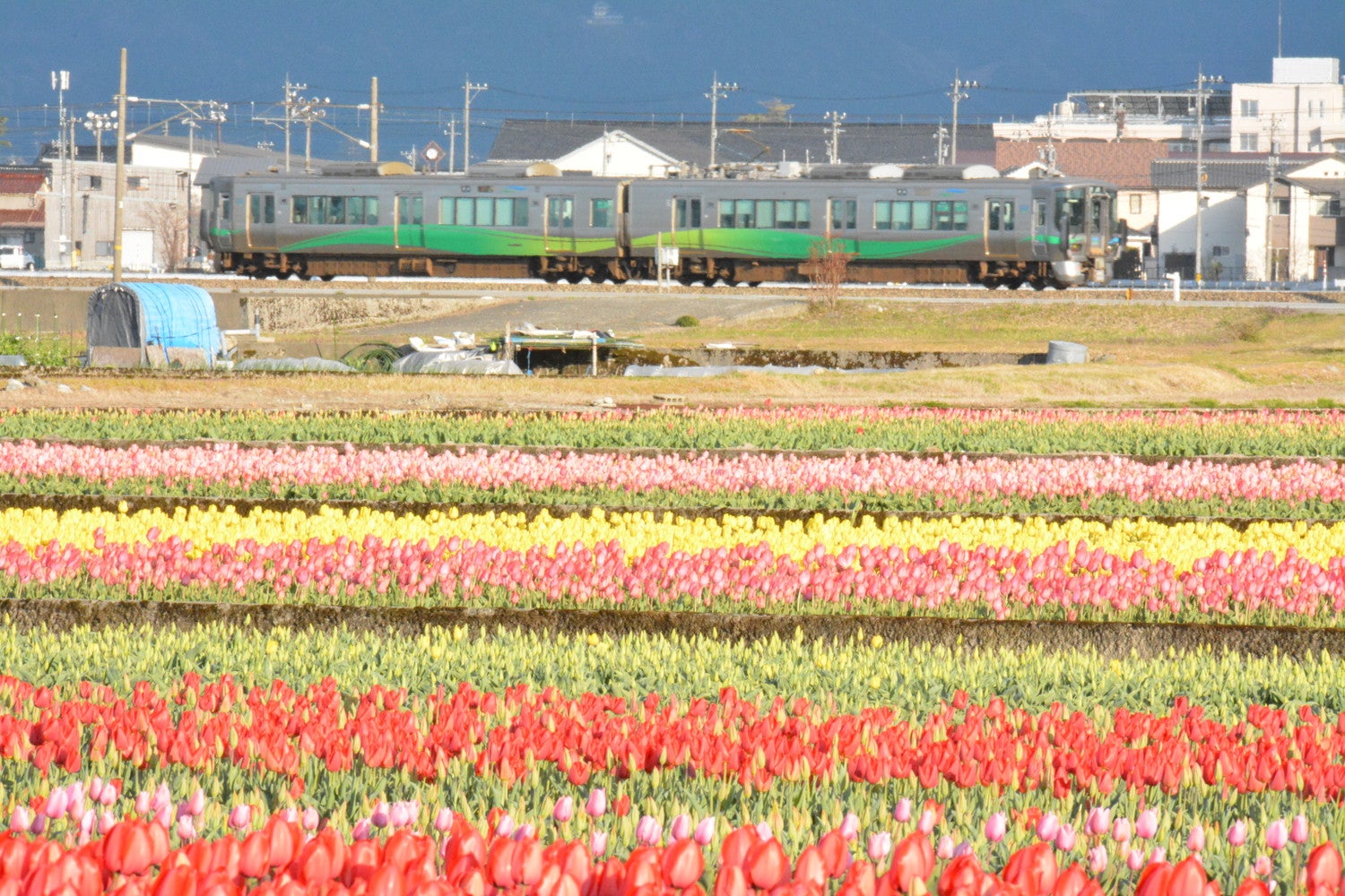 にゅうぜんフラワーロード／提供画像