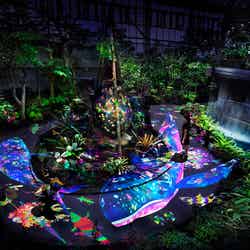 夜の植物館が幻想的なアート空間に　生き物が住む世界が鮮やかに描かれる／画像提供：チームラボ