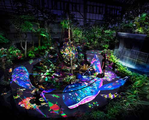 夜の植物館が幻想的なアート空間に 生き物が住む世界が鮮やかに描かれる