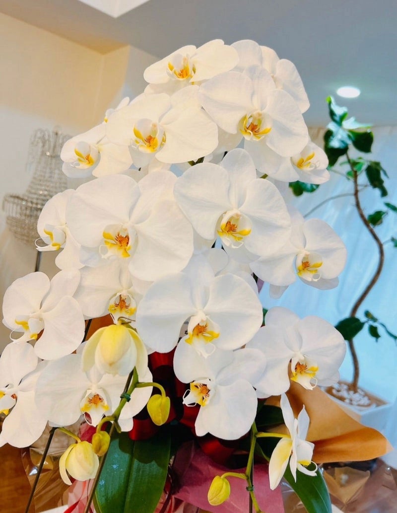 渡辺美奈代オフィシャルブログ「綺麗な胡蝶蘭」より