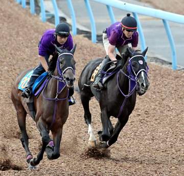 【アイビーS】コラリオン 再び末脚発揮だ 1週前追い切りで順調アピール 伊坂師「チャレンジ精神でいく」