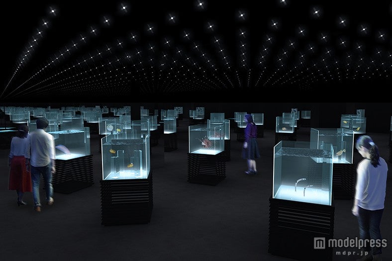 「すがたにふれる」イメージ／画像提供：海遊館