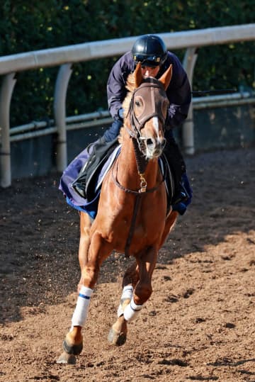 凱旋門賞5着のビザンチンドリームが有馬記念を回避 坂口師「ファンの皆さまに申し訳ない」 左前脚のフレグモーネ グランプリはアラタまでが出走可能に