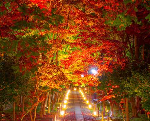 【京都・嵐山】隠れ紅葉スポット!? 「鹿王院」の夜間特別拝観が始まるで~