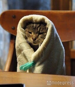 映画『世界から猫が消えたなら』（公開中）に登場する猫「キャベツ」の“キャベツ巻き”