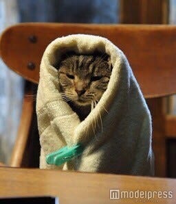 映画『世界から猫が消えたなら』(公開中)に登場する猫「キャベツ」の“キャベツ巻き”