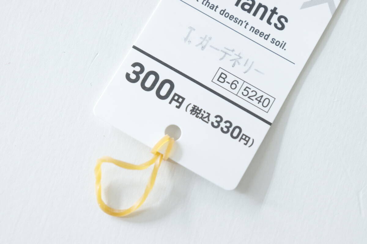 エアープランツの値札。330円の価格表示