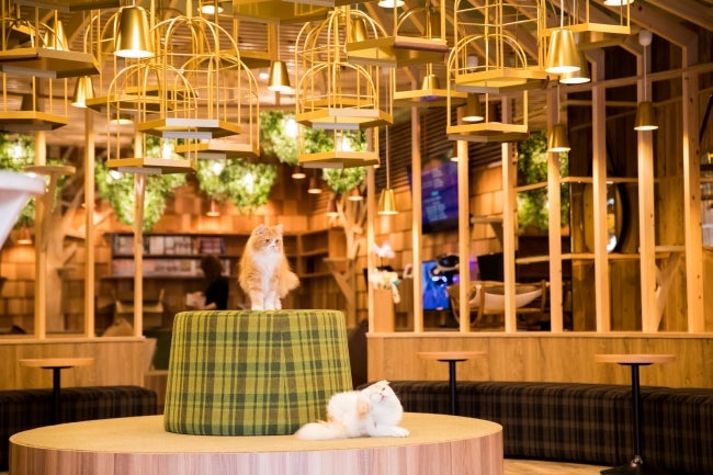 MoCHA秋葉原店／画像提供：モカ