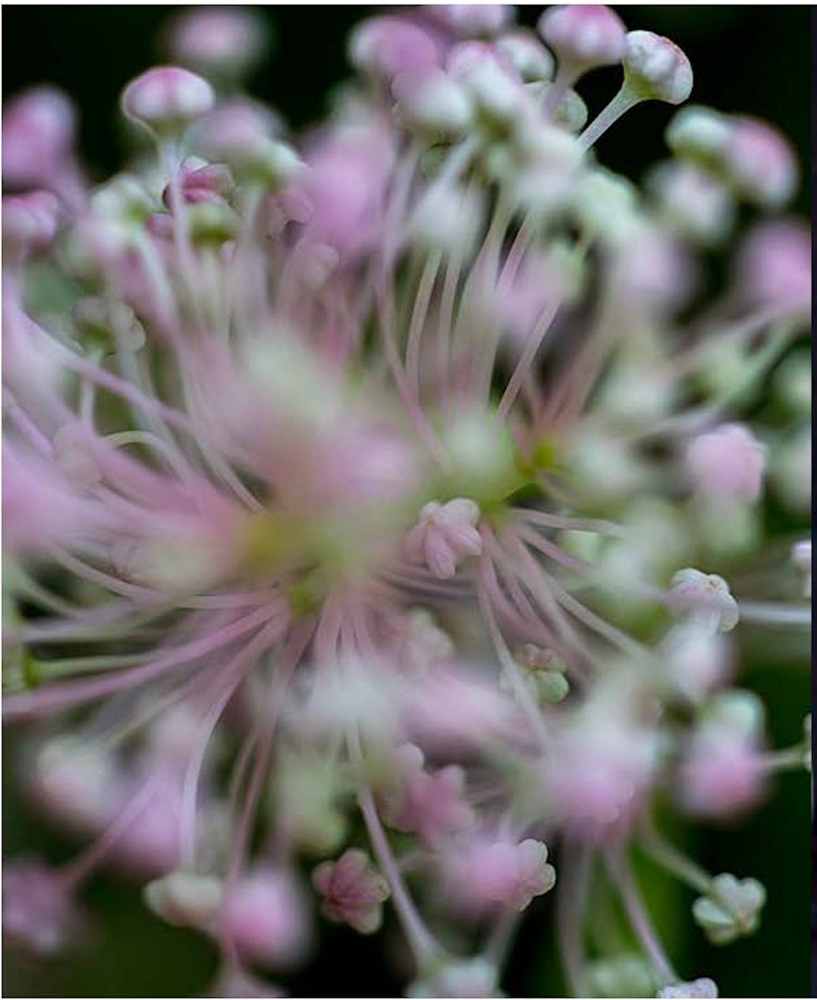 ニコライ バーグマン 箱根 ガーデンズ／提供画像