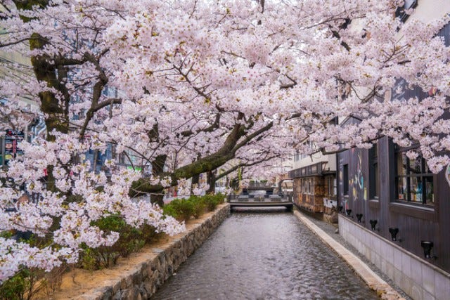 【京都】これは行きたい！桜シーズンにぴったりの「お花見グルメスポット」