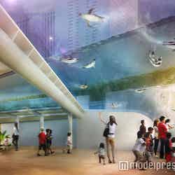 「サンシャイン水族館」来春一部リニューアル 5つの新展示が登場/「天空のペンギン」/画像提供:サンシャインシティ