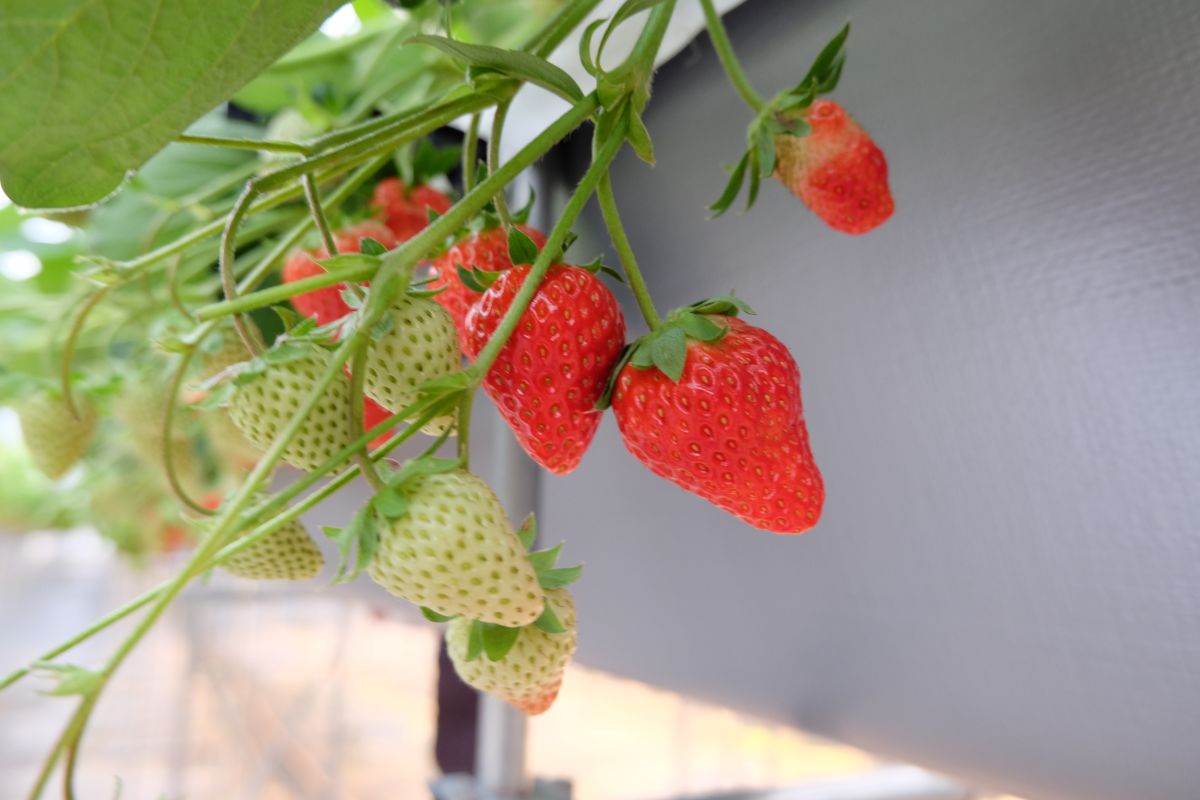 ファミリーで冬遊び！ 関空から一番近い体験型農園でいちごを収穫しよう