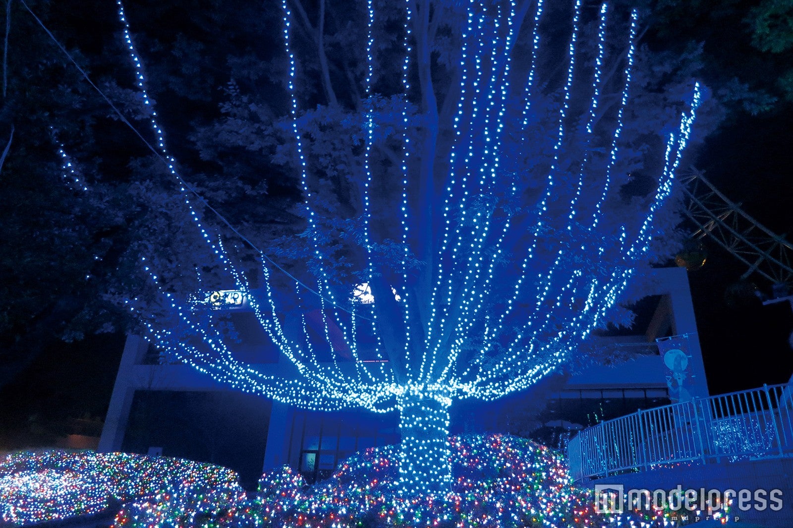 ジュエリー・ツリーグラス／画像提供：よみうりランド