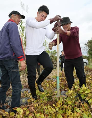 阪神・石井が沖縄でクーガ芋の芋掘り体験 独立リーグ時代はショウガ掘りのアルバイト経験ありで「芋の方が難しかった」