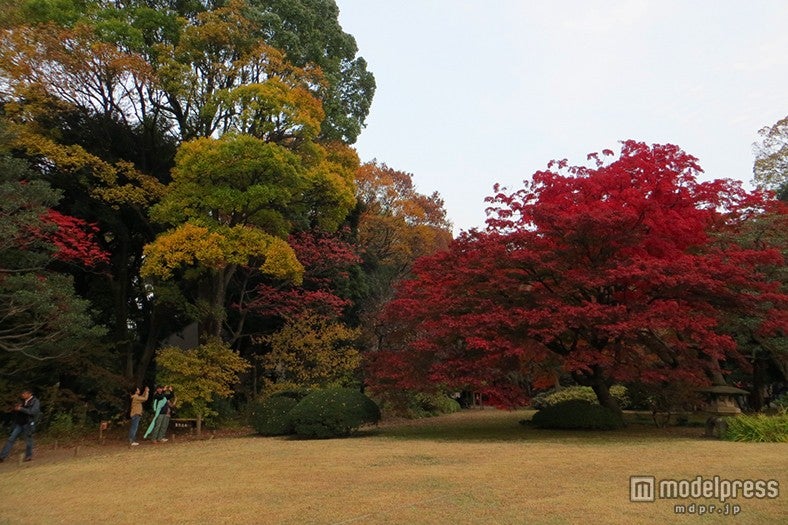 真っ赤に色づいた紅葉
